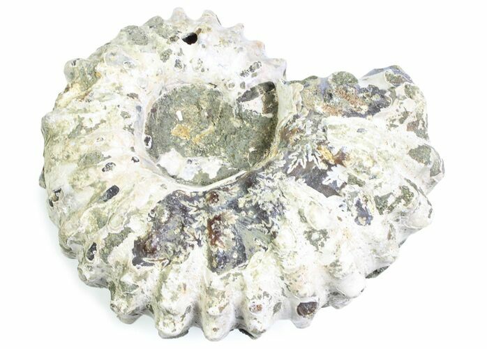 Bumpy Ammonite (Douvilleiceras) Fossil - Madagascar #361167